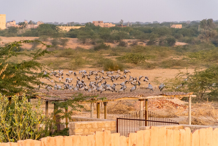 India 2014 - Khichan 008.jpg